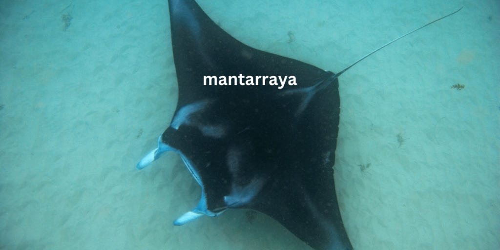 mantarraya