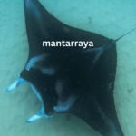 mantarraya